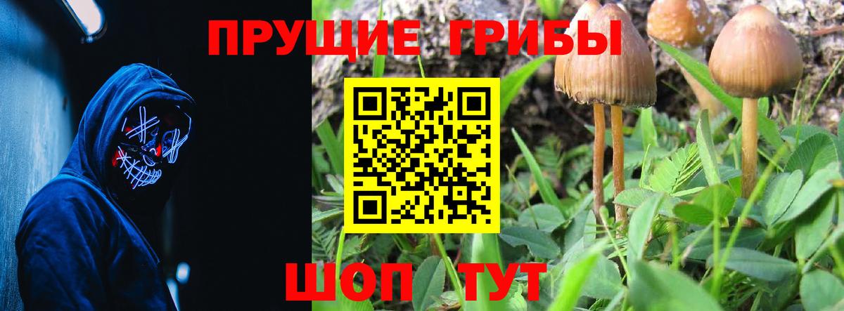Псилоцибиновые грибы Psilocybine cubensis Омск